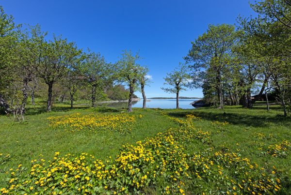 Suojainen Saaristomeren lahti auringonpaisteessa, rannalla kasvaa keltaisia kukkia